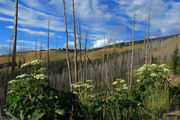 Cow Parsnip om Mount Washburn. Photo by Fred Pflughoft.