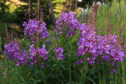 Fireweed on Mount Washburn. Photo by Fred Pflughoft.