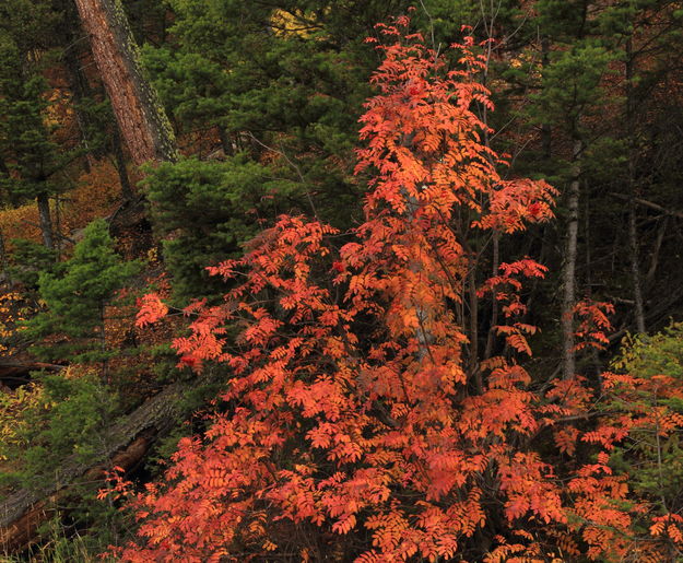 Sumac in its Autumn Splendor. Photo by Fred Pflughoft.