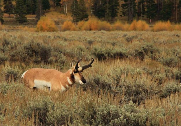 Soda Butte Buck. Photo by Fred Pflughoft.