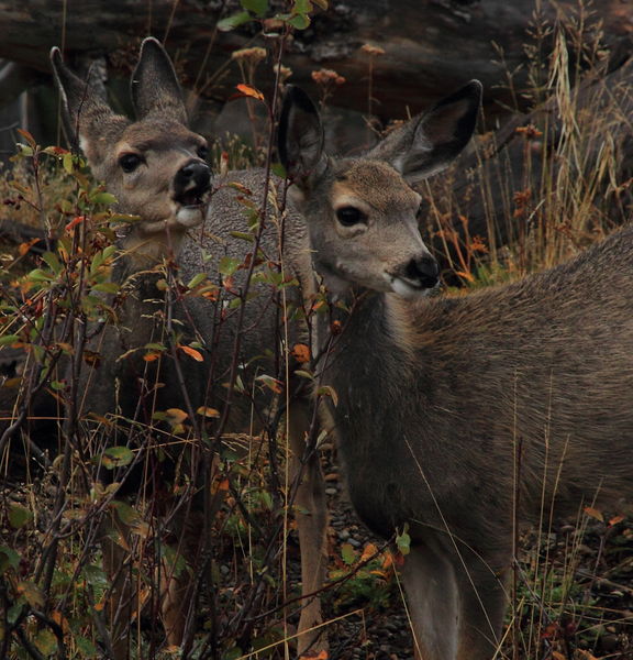 Twin Mulies Munchin'. Photo by Fred Pflughoft.