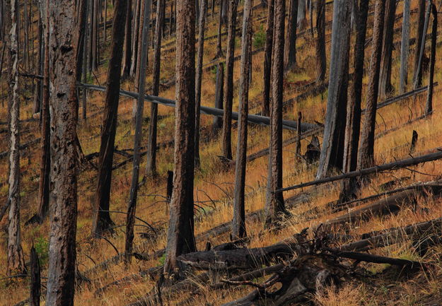 Burn on Lake Butte. Photo by Fred Pflughoft.