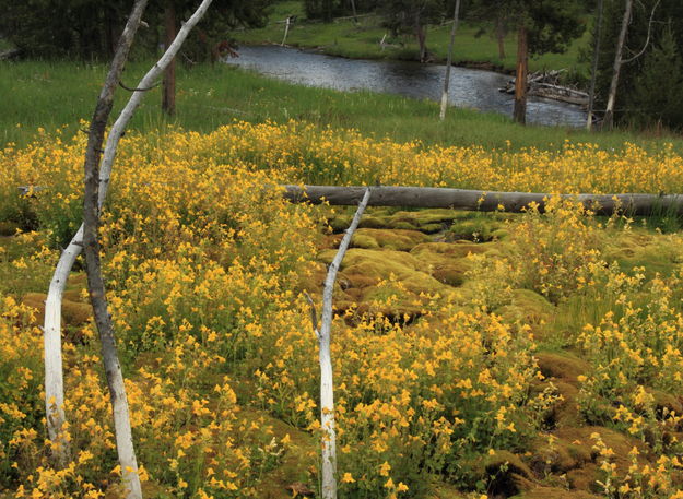 Monkeyflowers Along the Gibbon. Photo by Fred Pflughoft.