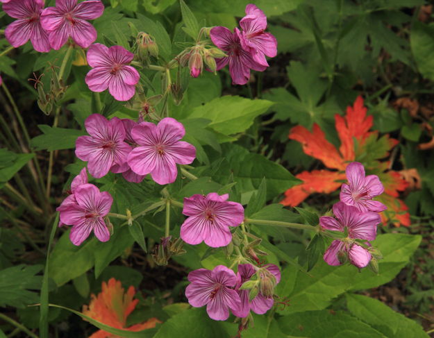 Sticky Geranium. Photo by Fred Pflughoft.