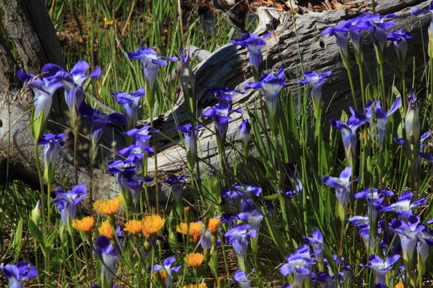 Explosion of Color. Photo by Fred Pflughoft.