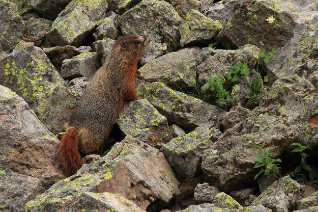 Yellows-bellied Marmot at Isa Lake. Photo by Fred Pflughoft.