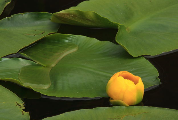 Indian Pond Lily Detail. Photo by Fred Pflughoft.