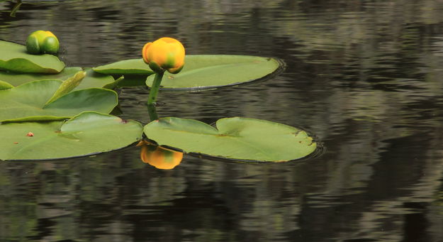 Pond Lily Reflection at Isa Lake. Photo by Fred Pflughoft.