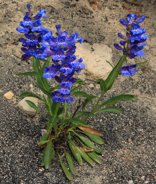 Penstemon. Photo by Fred Pflughoft.