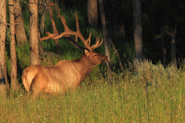 Majestic. Photo by Fred Pflughoft.