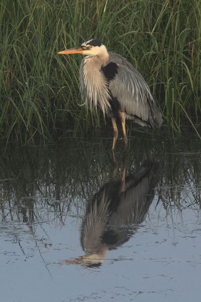 Great Blue Heron in Repose. Photo by Fred Pflughoft.