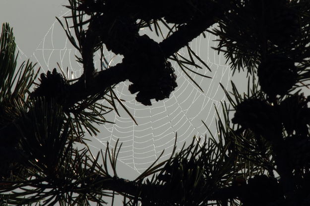 Highlighted by Dew. Photo by Fred Pflughoft.