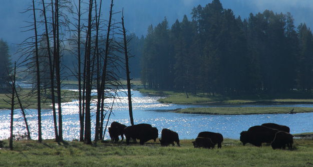 Tranquil Grazing at Indian Ford. Photo by Fred Pflughoft.