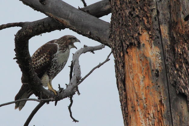 Screamin' Redtail. Photo by Fred Pflughoft.