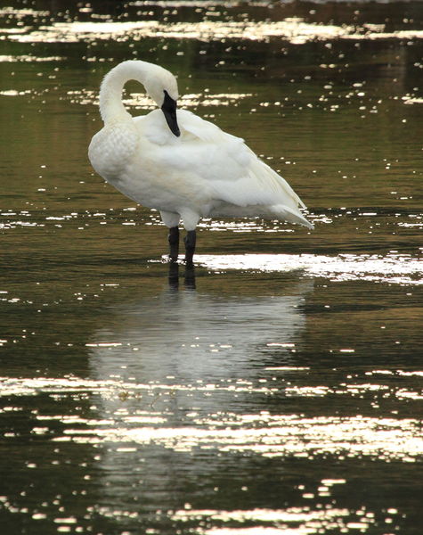 Preening Trumpeter in the Firehole. Photo by Fred Pflughoft.