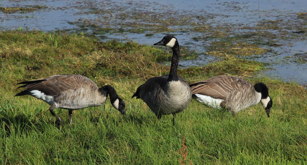 Trio of Geese. Photo by Fred Pflughoft.