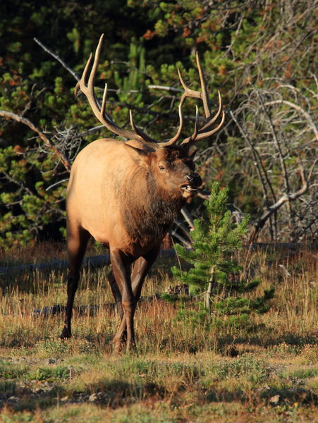 The Lips Say It All. Photo by Fred Pflughoft.