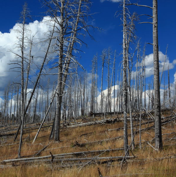 Silvery Remnant near Lake Butte. Photo by Fred Pflughoft.