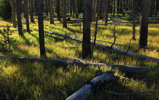 Forest Shadows. Photo by Fred Pflughoft.