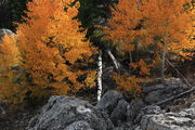 Aspens in the Hoodoos. Photo by Fred Pflughoft.