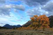 Soda Butte Cottonwood Colors. Photo by Fred Pflughoft.