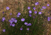 Harebells Hanging. Photo by Fred Pflughoft.