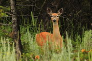Doe a Deer a Female Whitetail Deer. Photo by Fred Pflughoft.