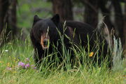 Mama Black Bear. Photo by Fred Pflughoft.