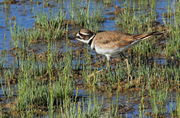 Killdeer Cruising the Upper Geyser Basin. Photo by Fred Pflughoft.