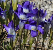 Fringed Gentian at the Upper Geyser Basin. Photo by Fred Pflughoft.