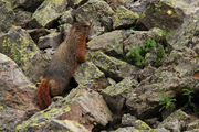 Yellows-bellied Marmot at Isa Lake. Photo by Fred Pflughoft.