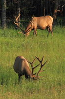 Grazing Peacefully. Photo by Fred Pflughoft.