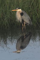 Great Blue Heron in Repose. Photo by Fred Pflughoft.