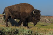 One Mean Lookin' Hombre. Photo by Fred Pflughoft.