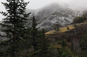 Fresh Snow near Dunraven Pass. Photo by Fred Pflughoft.