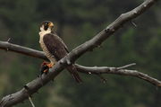 Peregrine Falcon Feasting. Photo by Fred Pflughoft.