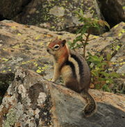 Golden-mantled Ground Squirrel. Photo by Fred Pflughoft.