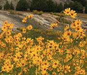 Sunflowers at Mammoth Terraces. Photo by Fred Pflughoft.