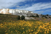 Mammoth Terrace Sunflowers. Photo by Fred Pflughoft.