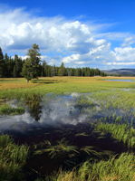 Cumulus Clouds at Pelican Creek Marsh. Photo by Fred Pflughoft.