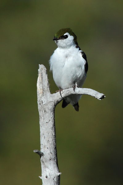 Violet Green Swallow. Photo by Fred Pflughoft.