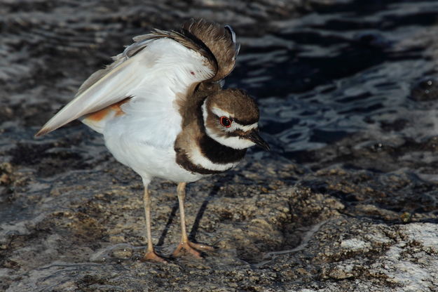 Killdeer Stretching. Photo by Fred Pflughoft.