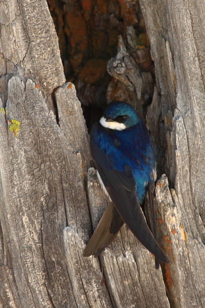 Tree Swallow at West Thumb Geyser Basin. Photo by Fred Pflughoft.