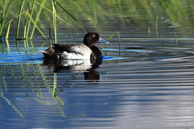 Lesser Scaup Male at Swan Flat. Photo by Fred Pflughoft.