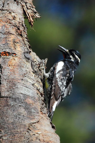 Williamson's Sapsucker. Photo by Fred Pflughoft.