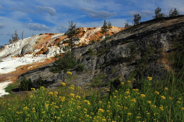 Colorful Mammoth Terraces. Photo by Fred Pflughoft.