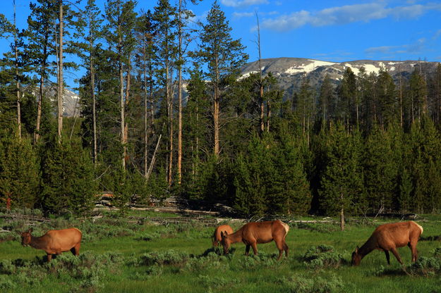 Elk Grazing near Indian Creek Campground. Photo by Fred Pflughoft.