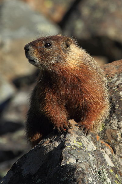 Momma Marmot. Photo by Fred Pflughoft.
