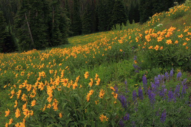 Mt. Washburn Flower Garden. Photo by Fred Pflughoft.