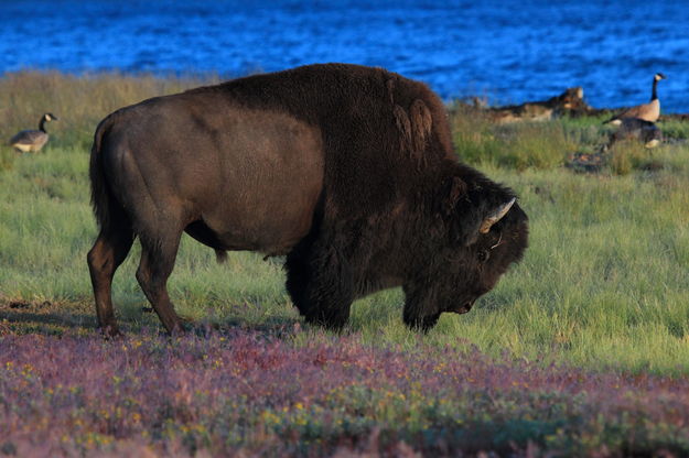 Big Ol' Boy along Mary Bay. Photo by Fred Pflughoft.